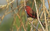 Red-crested Finch